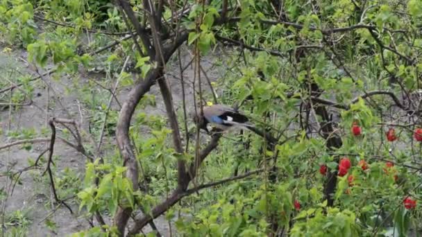 ジェイ鳥は 市内の公園の枝の木にクルミ豆を食べて ユーラシアカラス科の森の鳥 ガルルス グランダリウス — ストック動画