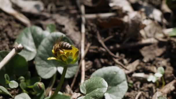 Пчела Находит Медовую Росу Пыльце Цветка Закрывает Пчелу Цветке — стоковое видео