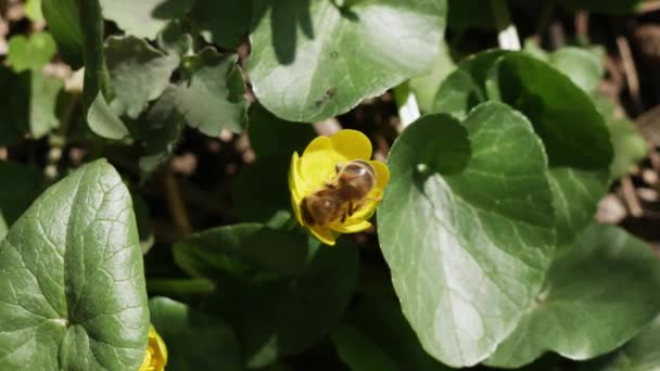 Ape Trova Una Melata Nel Polline Fiore Primo Piano Ape — Video Stock