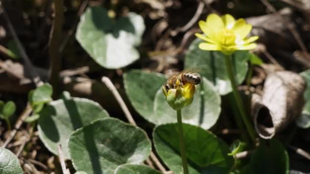 Bee Find Honeydew Pollen Flower Close Bee Flower — Stock Video