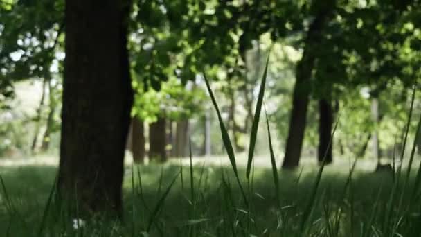 Приваблива Молода Людина Грає Укулеле Сидячи Траві Людина Торкається Струни — стокове відео