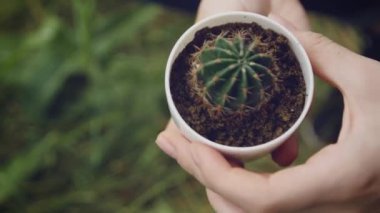 Kadın elleri bahçenin arka planında kaktüs ile beyaz bir tencere tutan. Kaktüsün dönüşü. Kaktüs nakli. Kaktüs nakli süreci. 