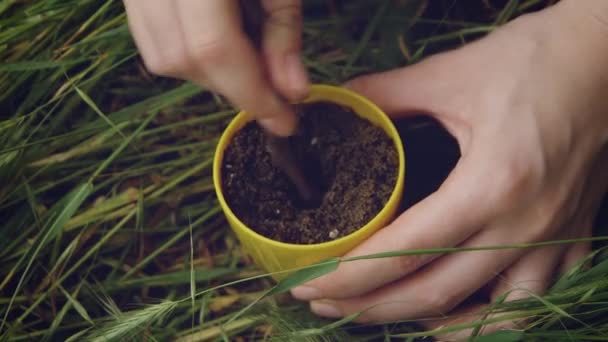 Çiçekçi Bahçeye Lezzetli Nakli Sarı Bir Tencereyakın Küçük Bir Kaktüs — Stok video