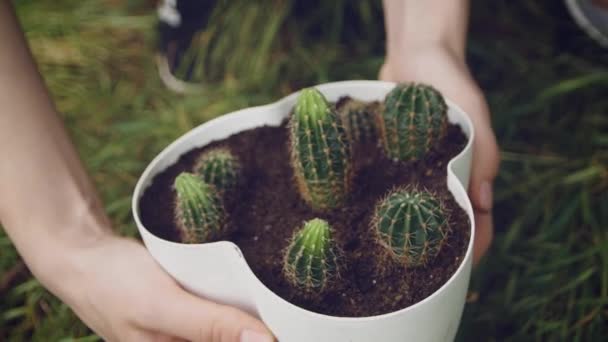 Female Hands Holding White Pot Cactus Background Garden Rotation Cactus — Stock Video