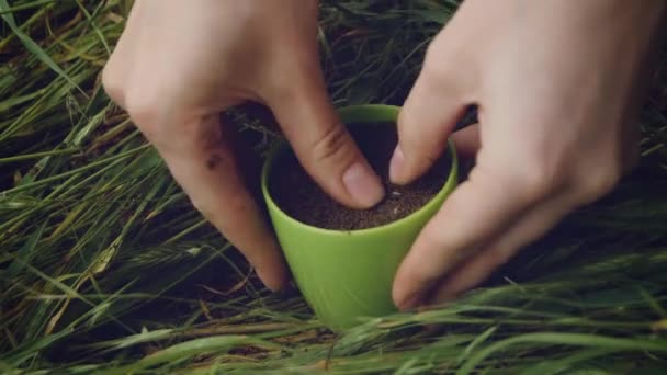 Transplantes Florista Suculentas Jardim Transplantes Pequeno Cacto Pote Verde Close — Vídeo de Stock