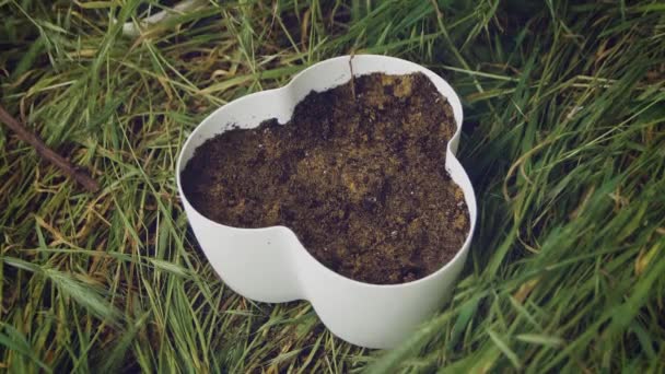 花屋は庭で多肉植物を移植し 白い鍋クローズアップで小さなサボテンを移植します サボテンの移植サボテンを移植するプロセス 土壌準備 — ストック動画