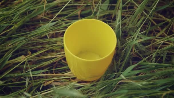 花艺家在花园里移植多汁 在黄盆特写中移植一个小仙人掌 移植仙人掌的过程 — 图库视频影像