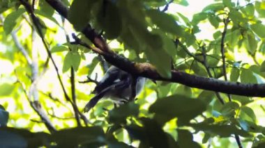 Meşgul jay, ağaçta kuş, bahar. Mavi jay bir dal üzerinde oturan. 