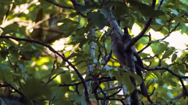 Jay Ocupado Pássaro Árvore Primavera Azul Gaio Sentado Ramo Voando — Vídeo de Stock
