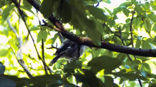 Зайнятий Сойка Птах Дереві Весна Синій Джей Сидить Гілці — стокове відео