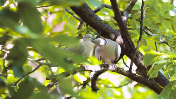 Paar Eurasische Halstauben Streptopelia Decaocto Mit Romantischen Zügen Die Auf — Stockvideo