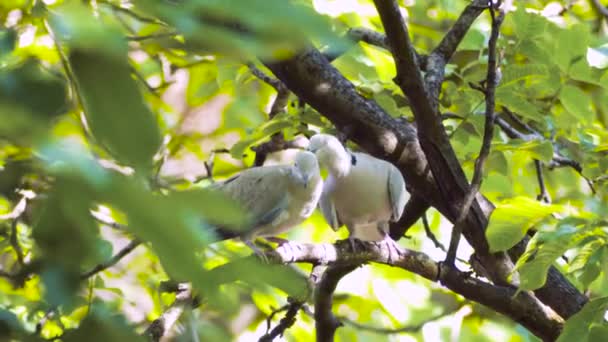 Para Eurasian Collared Gołębie Streptopelia Decaocto Romantyczne Akcenty Stojące Gałęzi — Wideo stockowe