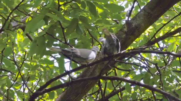 枝の木に立ってロマンチックなタッチを持つユーラシアの首輪鳩 ストレプトペリアデカオクト のカップル 庭の繁殖ペア鳩 — ストック動画