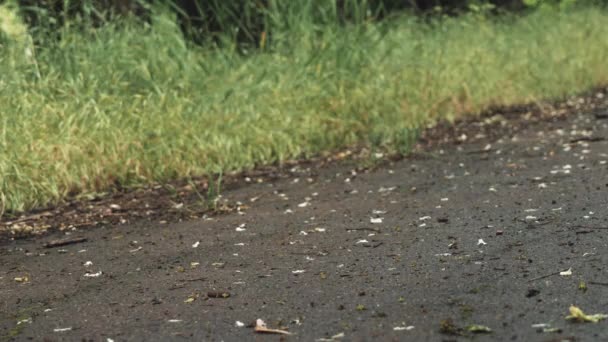 Nahaufnahme Von Männerbeinen Beginnen Fahrt Bord Sommerpark Skater Junge Fahrt — Stockvideo