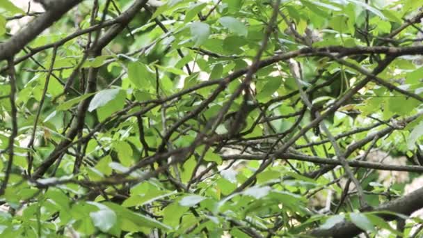 Vogel Baum Sommer Baum Sperling Vogel Hockt Baum Dunklen Hintergrund — Stockvideo
