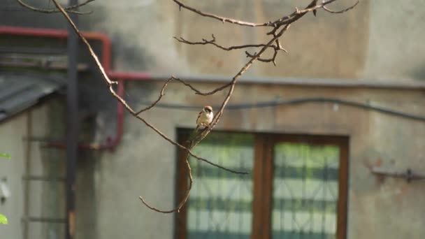 Oiseau Dans Arbre Été Moineau Arbre Oiseau Perché Dans Arbre — Video