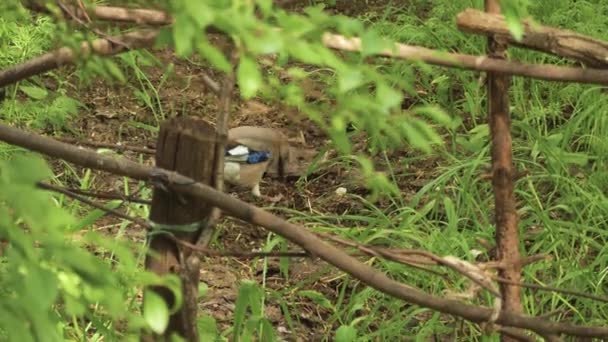 ジェイバードは 市内の公園の泥の中に掘り下げ食品を探しています ユーラシアカラス科の森の鳥 ガルルス グランダリウス — ストック動画