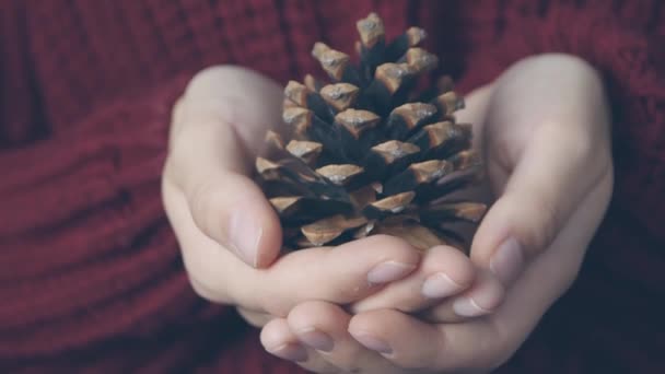 Conceito Fundo Natal Ano Novo Mãos Femininas Segurando Cones Árvore — Vídeo de Stock