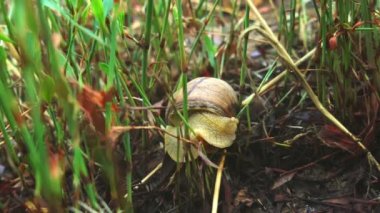 Roma salyangozu (Helix pomatia) orman çimdi (Burgundy salyangoz, yenilebilir salyangoz veya escargot) üzerinde hareket süper yavaş kapatın. Ekstra yakın çekim, makro. 