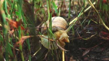Roma salyangozu (Helix pomatia) orman çimdi (Burgundy salyangoz, yenilebilir salyangoz veya escargot) üzerinde hareket süper yavaş kapatın. Ekstra yakın çekim, makro. 