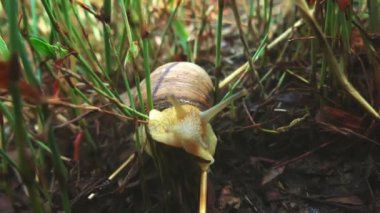 Roma salyangozu (Helix pomatia) orman çimdi (Burgundy salyangoz, yenilebilir salyangoz veya escargot) üzerinde hareket süper yavaş kapatın. Ekstra yakın çekim, makro. 