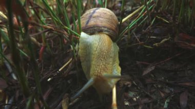 Roma salyangozu (Helix pomatia) orman çimdi (Burgundy salyangoz, yenilebilir salyangoz veya escargot) üzerinde hareket süper yavaş kapatın. Ekstra yakın çekim, makro. 