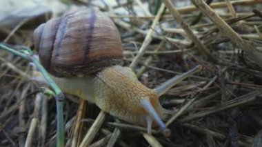 Roma salyangozu (Helix pomatia) orman çimdi (Burgundy salyangoz, yenilebilir salyangoz veya escargot) üzerinde hareket süper yavaş kapatın. Ekstra yakın çekim, makro. 