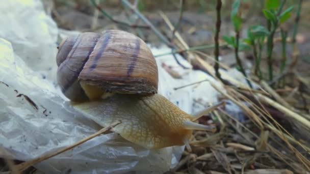 L'escargot (Helix pomatia, escargot de Bourgogne, escargot comestible ou voyage) se déplace lentement sur un sac en plastique. Le concept de pollution mondiale et sauver la planète. Greenpeace. perds, macro 