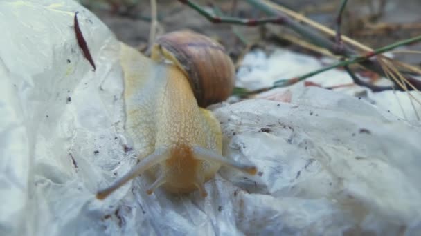 Snail Helix Pomatia Burgundy Snail Edible Snail Escargot Travels Slow — Stock Video