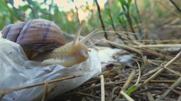 L'escargot (Helix pomatia, escargot de Bourgogne, escargot comestible ou voyage) se déplace lentement sur un sac en plastique. Le concept de pollution mondiale et sauver la planète. Greenpeace. perds, macro 