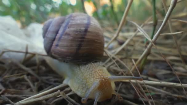 Улитка Helix Pomatia Бургундская Улитка Съедобная Улитка Улитка Медленно Движется — стоковое видео