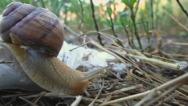 Die Schnecke Helix Pomatia Weinbergschnecke Essbare Schnecke Oder Escargot Reist — Stockvideo