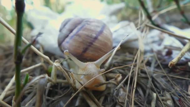 달팽이 헬릭스 포마티아 부르고뉴 달팽이 달팽이 에스카르고 봉지에 천천히 오염과 — 비디오