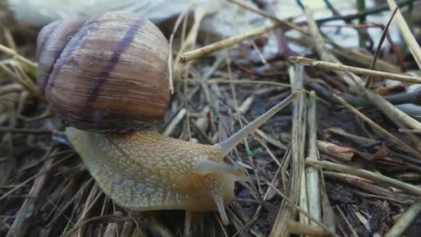 Siput Helix Pomatia Siput Burgundy Siput Dimakan Atau Perjalanan Escargot — Stok Video
