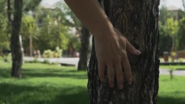 Bir kadın yosunlu bir ağaç gövdesine dokunur. Doğanın dokuları. Meşe kabuğu. Yakın çekim