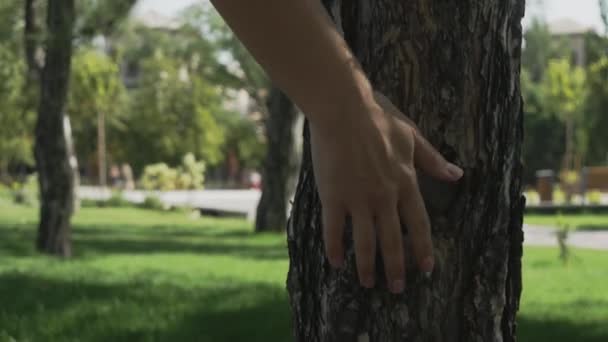 Woman Touches Trunk Tree Moss Textures Nature Oak Bark Close — Stock Video