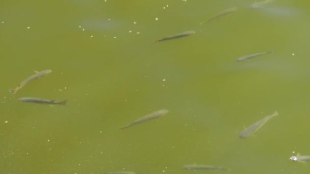 Vista Superior Com Muitos Peixes Bela Superfície Água Pano Fundo — Vídeo de Stock