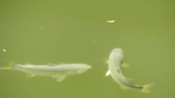 美しい水面に多くの魚とトップビュー 上から見た水中動物の背景 — ストック動画
