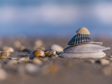 Güneşli bir günde kumsalda duran Zen tarzı deniz kabuklarının yakın çekimi. Kopya alanı, tatiller ve yaz konsepti geliyor. Sahilde deniz kabuğu yığını var.