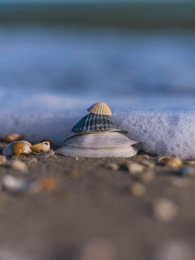 Güneşli bir günde kumsalda duran Zen tarzı deniz kabuklarının yakın çekimi. Kopya alanı, tatiller ve yaz konsepti geliyor. Sahilde deniz kabuğu yığını var.