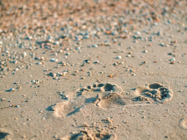 Two well-formed human footprints in the sand