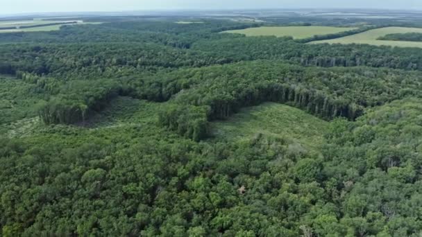 Vzdušný Záběr Zalesněného Terénu Zbouraného Lidstvem Lidská Stopa Přírodním Lese — Stock video