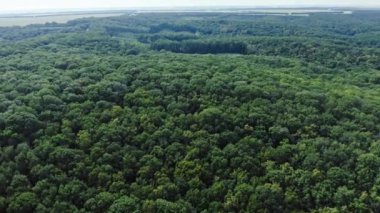 Orman arazisinin hava görüntüsünü açıyorum. Doğa ormanında insan ayak izi. İnsanın doğa üzerindeki antropojenik etkisi. Dünya 'yı korumak ve gezegen kavramını kurtarmak.. 