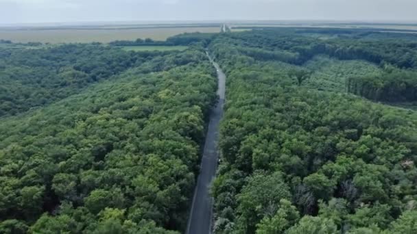 Εναέρια Λήψη Δρόμου Που Διασχίζει Δάσος Ανθρώπινο Αποτύπωμα Στο Δάσος — Αρχείο Βίντεο