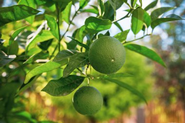 Bir ağacın yaprakları güneşin ile yeşil turuncu asılı