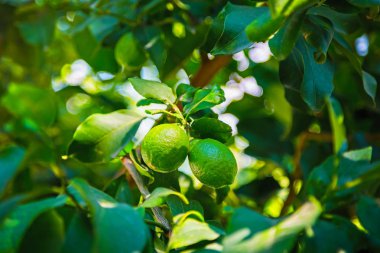 Yeşil limon güneşin yaprakları ile bir ağaç üzerinde asılı