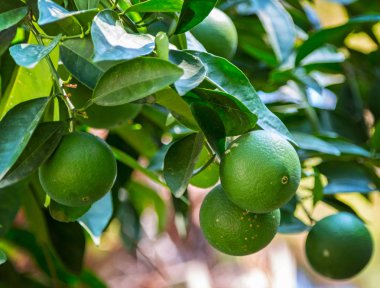 Bir ağacın yaprakları güneşin ile yeşil turuncu asılı