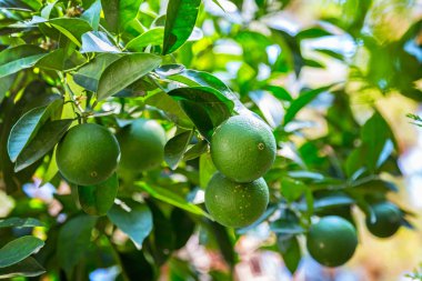 Bir ağacın yaprakları güneşin ile yeşil turuncu asılı