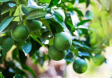 Bir ağacın yaprakları güneşin ile yeşil turuncu asılı