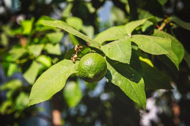 Yeşil limon güneşin yaprakları ile bir ağaç üzerinde asılı